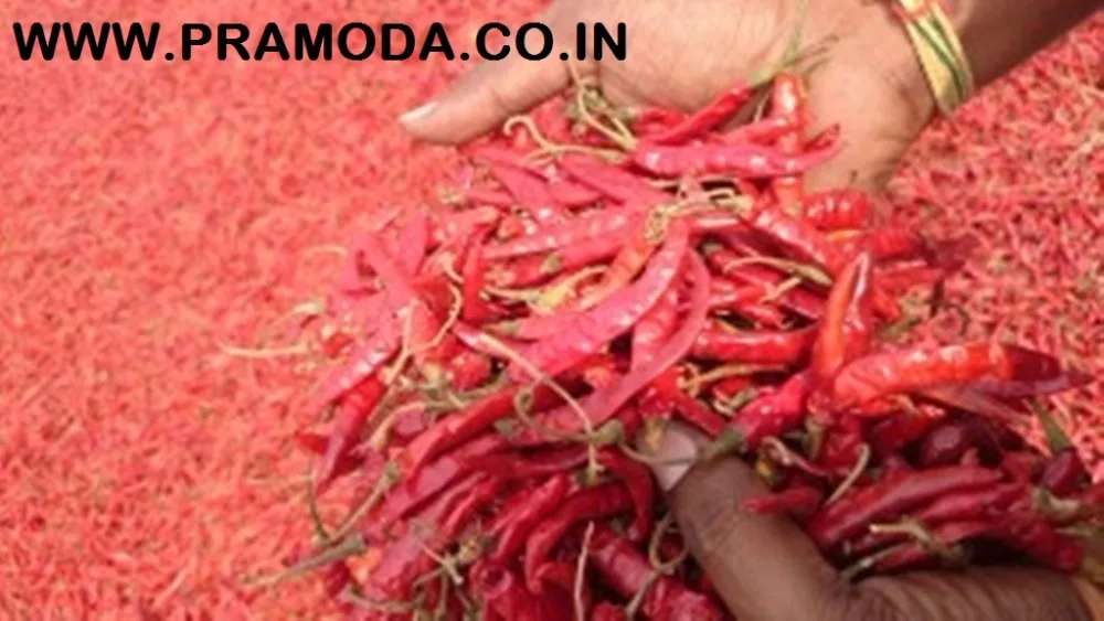 Высококачественный красный чили, оптовая продажа, покупатели сухих красных чили/импортеры красного чили