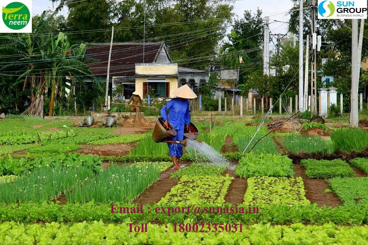 Neem Oil Pest Control natural way of cold processing method with high Azadirachtin content of minimum 3500ppm to4000 p