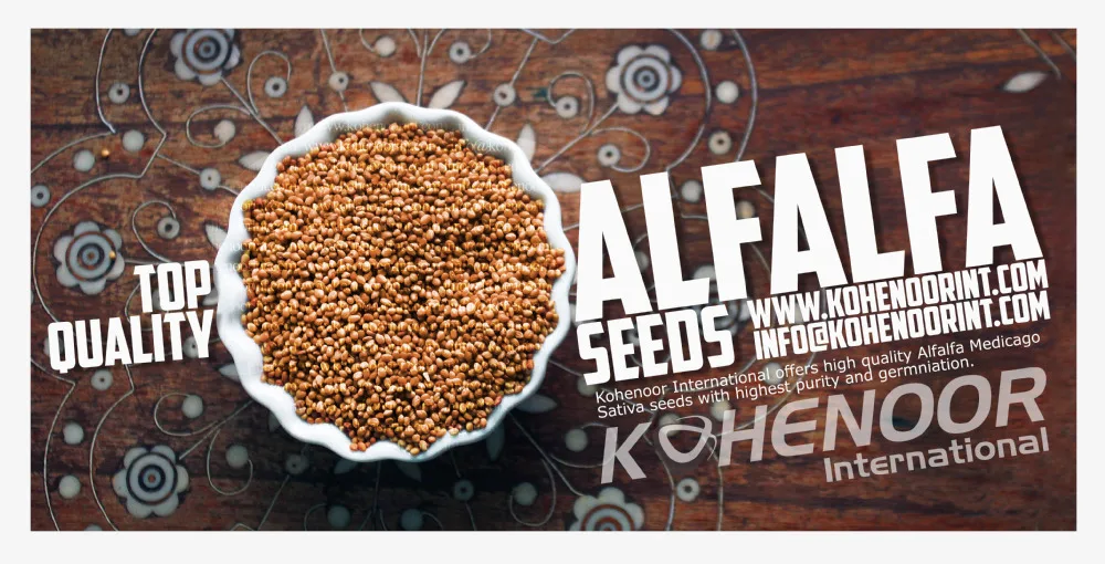 Top Quality Kohenoor A1 Alfalfa Seed