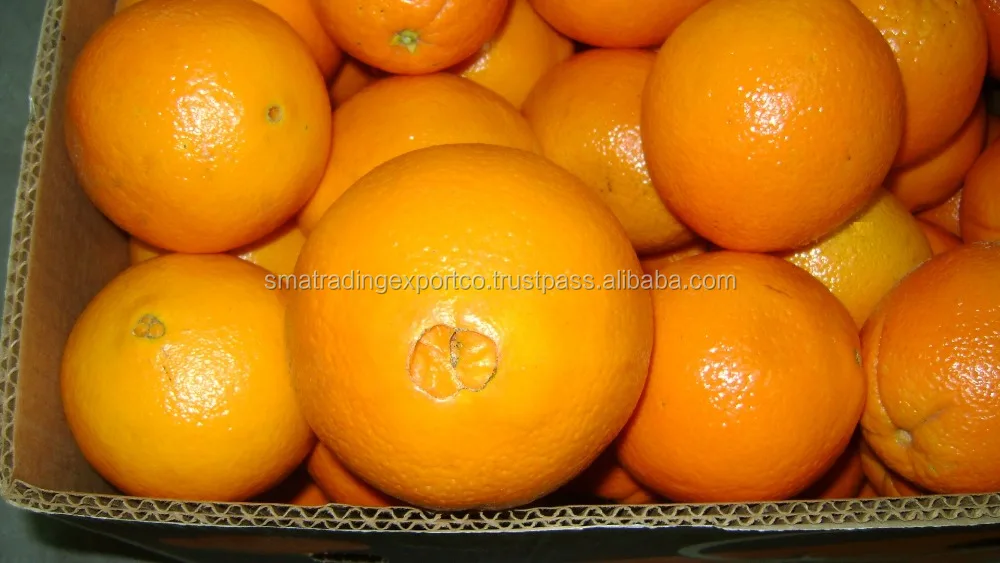 
Egyptian Valencia orange 