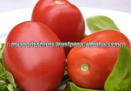 
Giant Hybrid Tomato Seeds 