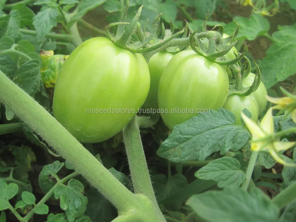 
Giant Hybrid Tomato Seeds 