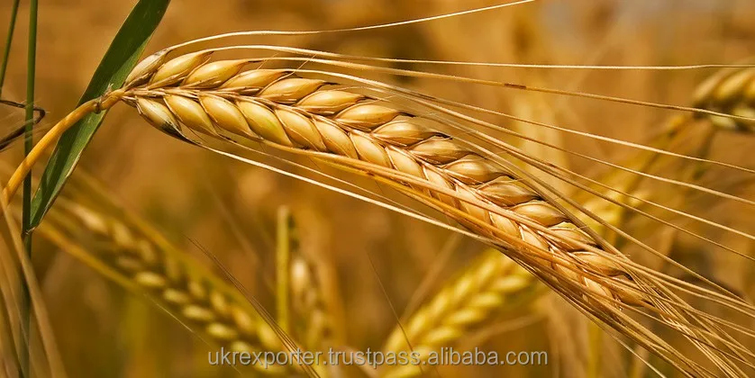 Best BARLEY from direct UKRAINE PRODUCER