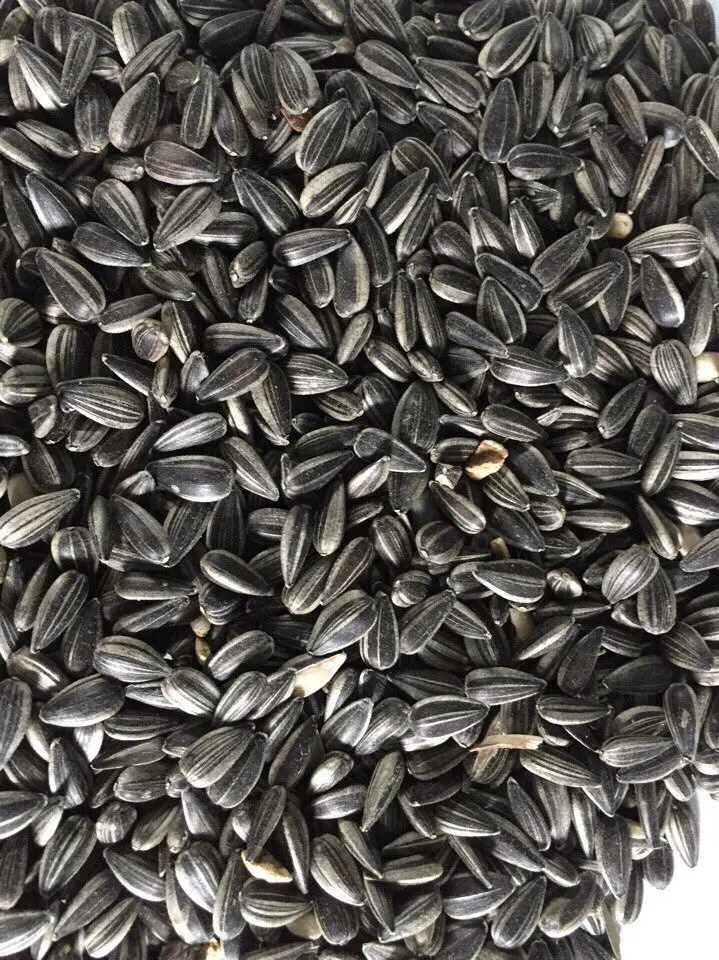 Wholesale Seeds Of Ukrainian origin Sunflower seed for Birds Food