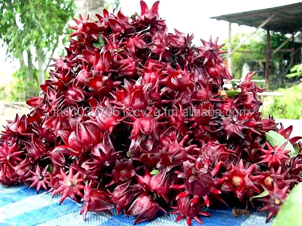 Dried Roselle Hibiscus Flower / OEM and Private Lab / Pesticide Free / 100% Natural / Product of Thailand / Herbal Tea