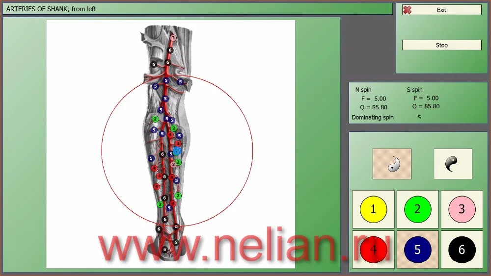 d2-INF-infl-mora-therapy-arteries of shank-1