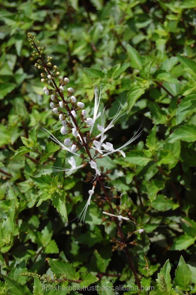 Java Tea leaves Orthosiphon Stemineus Organic