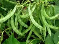 Cluster Beans Suppliers In India
