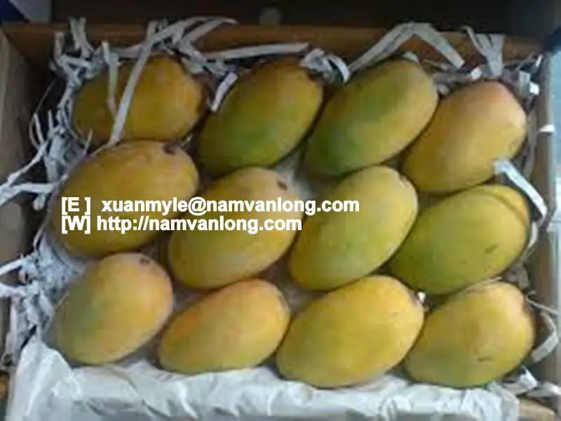 Свежий Кот CHU фрукты манго