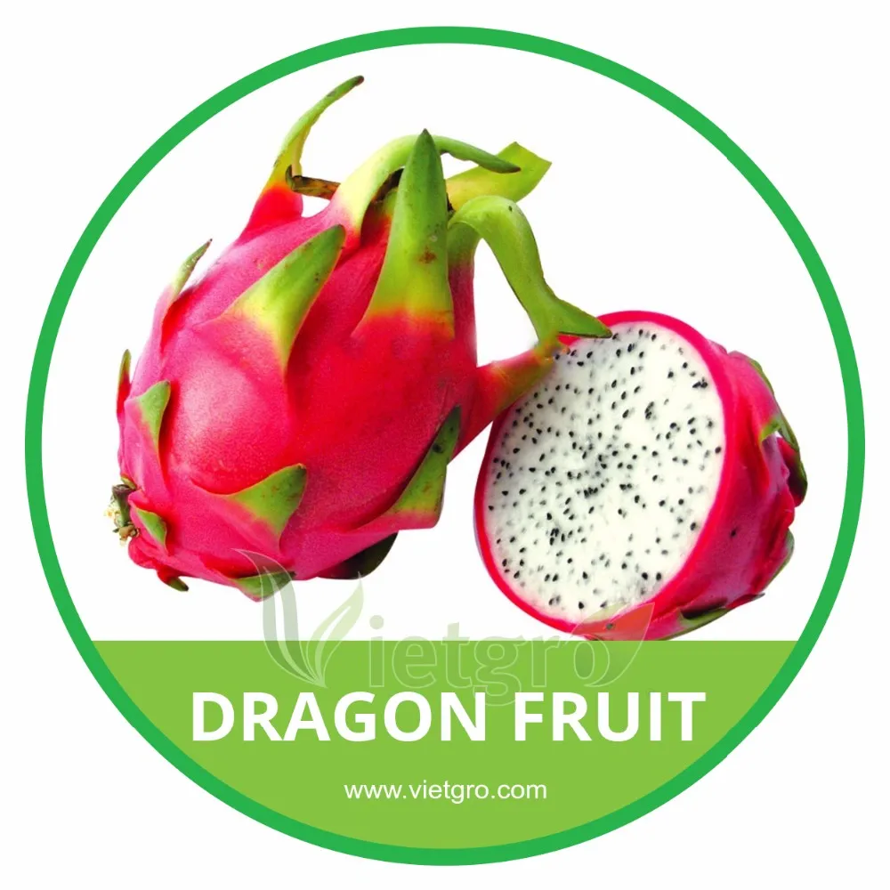  HIGH QUALITY FRESH WHITE DRAGON FRUIT // PITAYA VIETNAMESE EXOTIC FRUITS