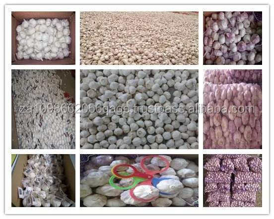 
Fresh Pure White Peeled Garlic 