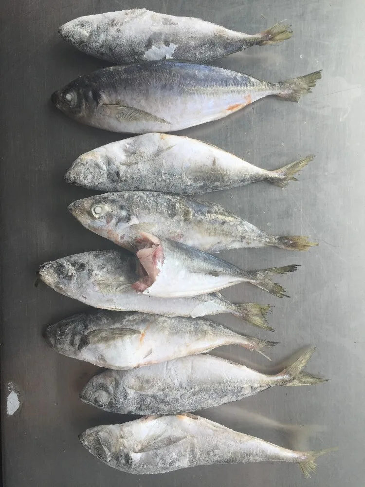 Frozen Horse Mackerel Fish