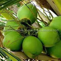 High Quality Young Coconut Vietnam Fresh Tropical COCONUT Sweet Young Fruit Water Drinking Whole Premium Quality Good Price