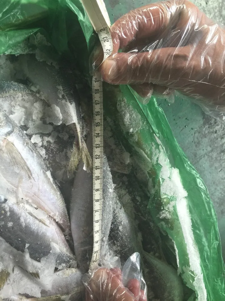 Frozen Horse Mackerel Fish