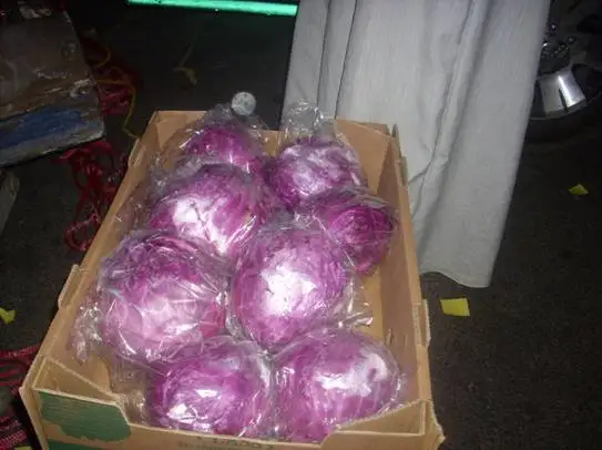 
fresh red cabbage 