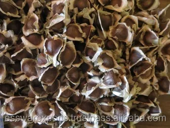 
buy pkm1 moringa seeds from india 