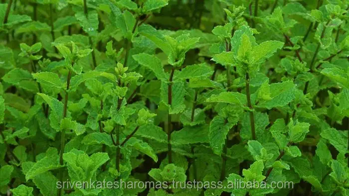 Cold Pressed Oil Bulk Best High Quality 100% Pure Natural Organic Peppermint Essential Oil - Wholesale Manufacturer Exporter