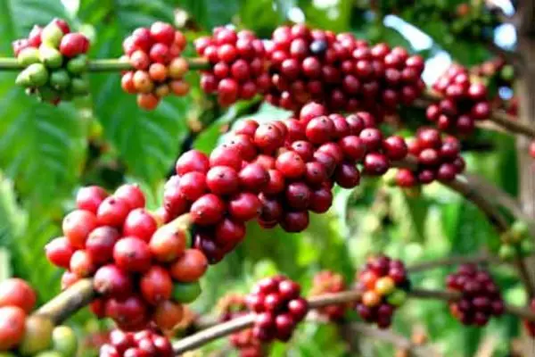 ARABICA COFFEE BEAN
