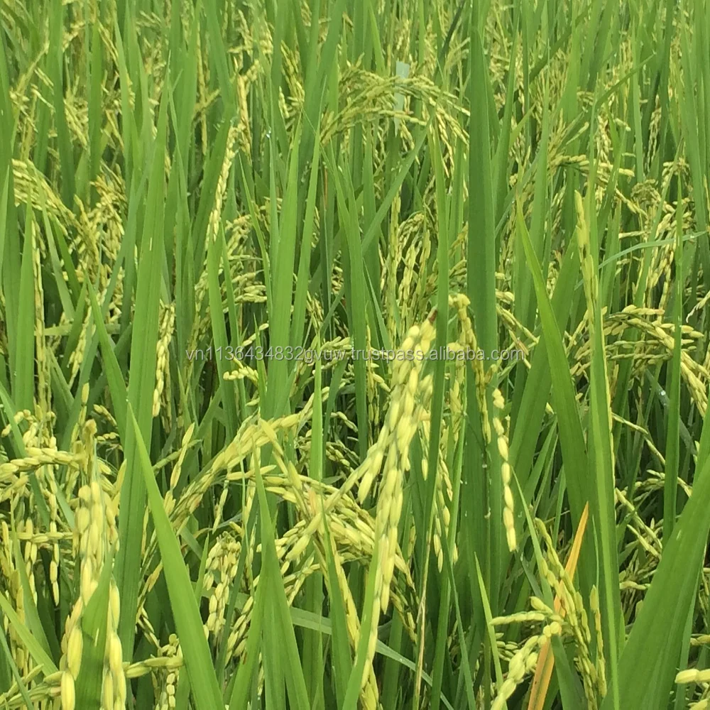 15% BROKEN VIETNAM WHITE RICE WITH RICE MILLER