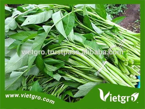 Высокая доходность F1 кан конг / вода шпинат семена для посадки VGKK021