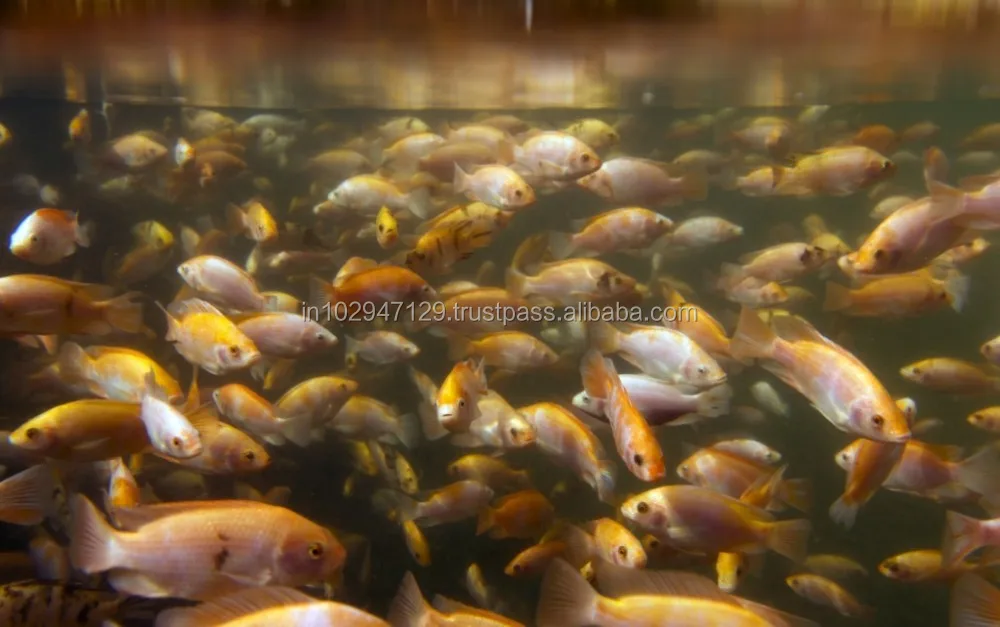 Efficient Bioculture feed additives for Fish Pond Denitrification