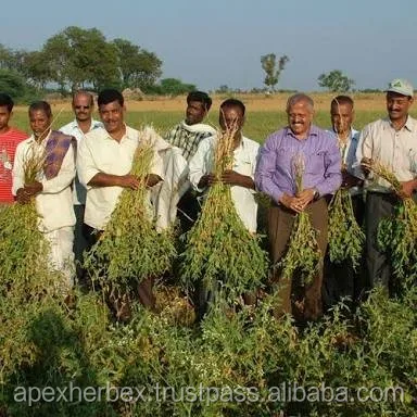 
Ashwagandha TBC Organic Withania Somnifera Indian Ginseng 