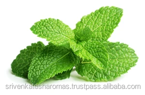 Cold Pressed Oil Bulk Best High Quality 100% Pure Natural Organic Peppermint Essential Oil - Wholesale Manufacturer Exporter