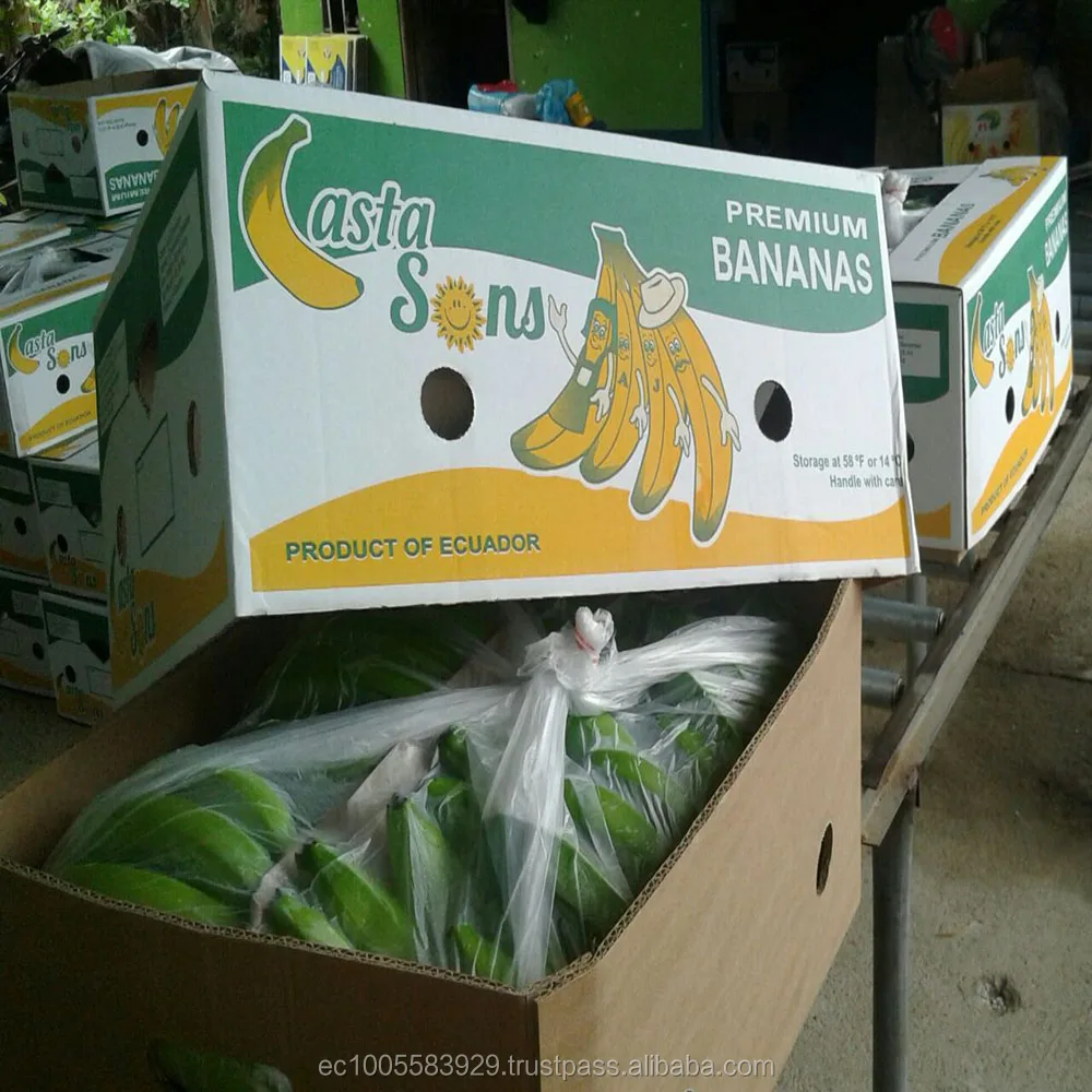 FRESH BANANAS FROM ECUADOR