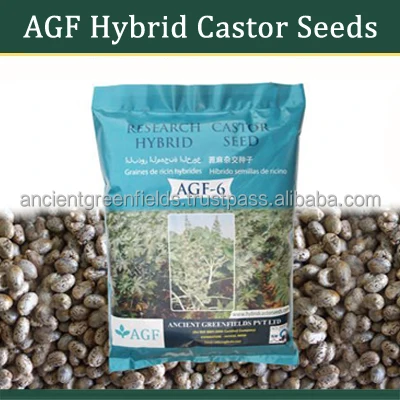 Castor Oil Seed Bulk Manufacture Supplier India