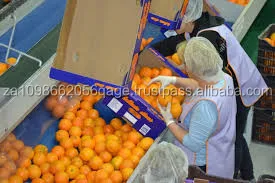 Апельсины класса 1 из Южной Африки