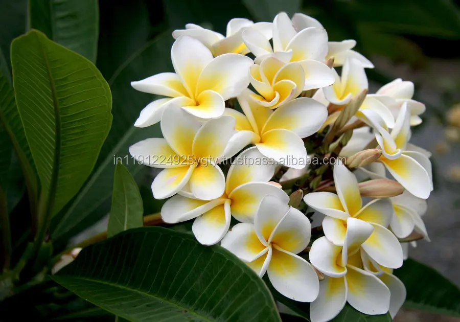 100% Pure High Quality Frangipani Essential Oil High Quality Aromatherapy Diffuser