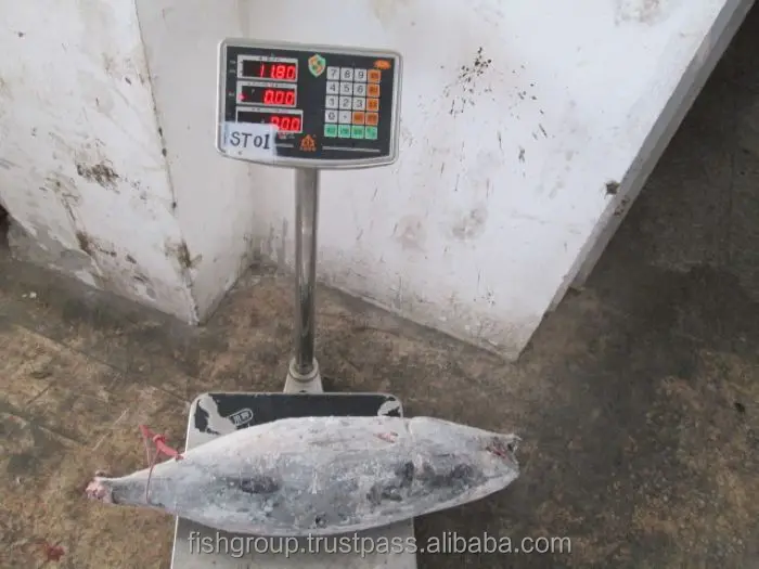 Precooked Seafood Purse Flake Max Mercury Fishing KOSHER Style Lead Gluten Packaging Pack Color Tuna ALBACORE WHOLE ROUND