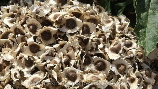 
buy pkm1 moringa seeds from india 