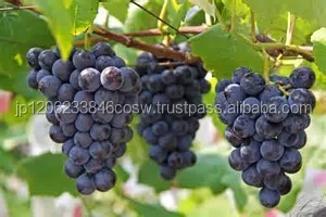 Wide selection of  small wine bottle , juices also available