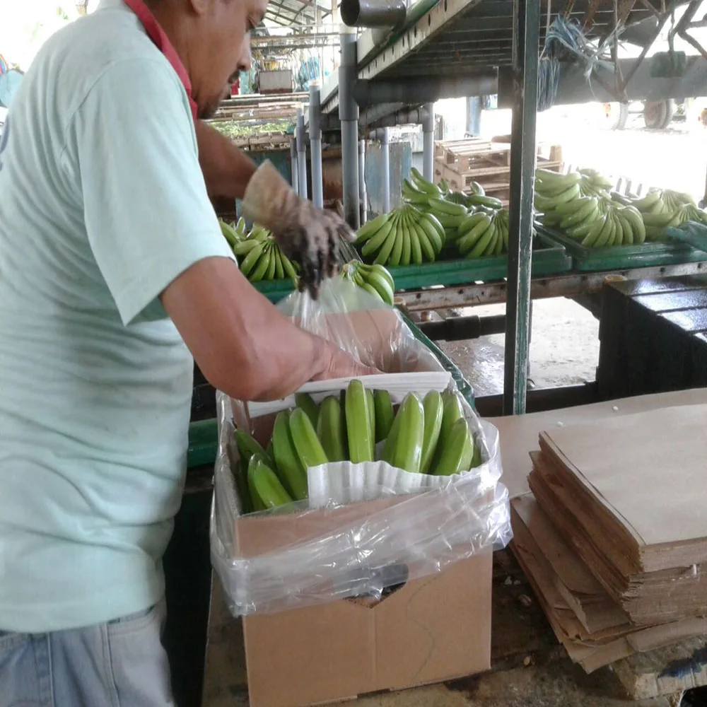 BANANAS PREMIUM from ECUADOR