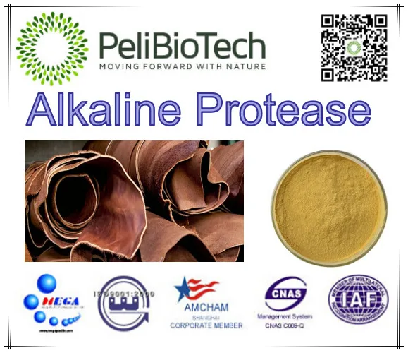 alkaline protease used in tan,silk,medical treatment,food,etc.