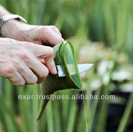 
Aloe vera gel Italian cosmetics & Italian cosmetic brands - Italian aloe based nature cosmetics 