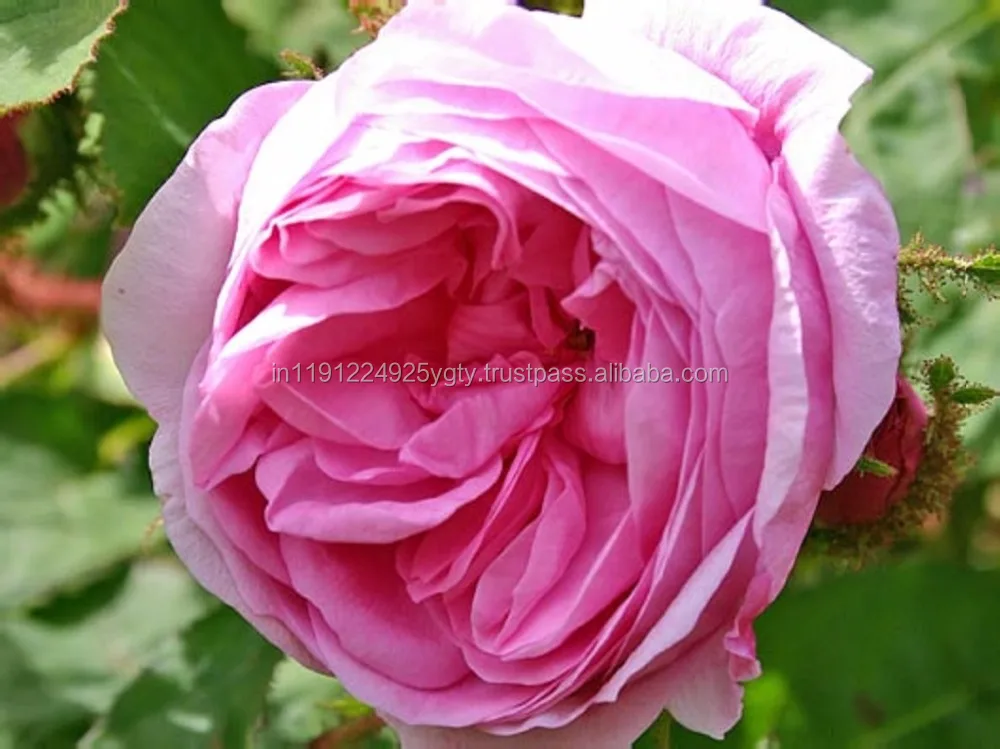 100% Pure High Quality Therapeutic Grade Rose Essential Oil Rosa Centifolia Oil