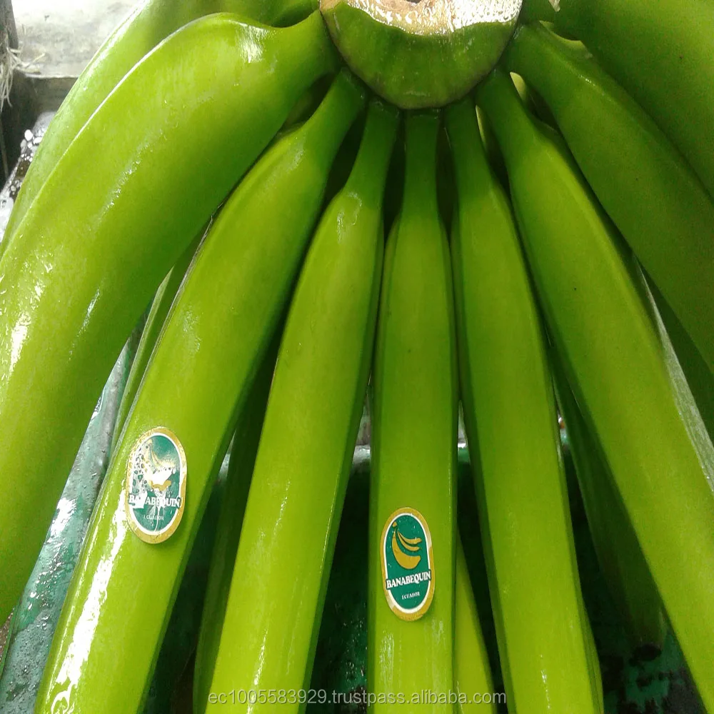 FRESH BANANAS FROM ECUADOR
