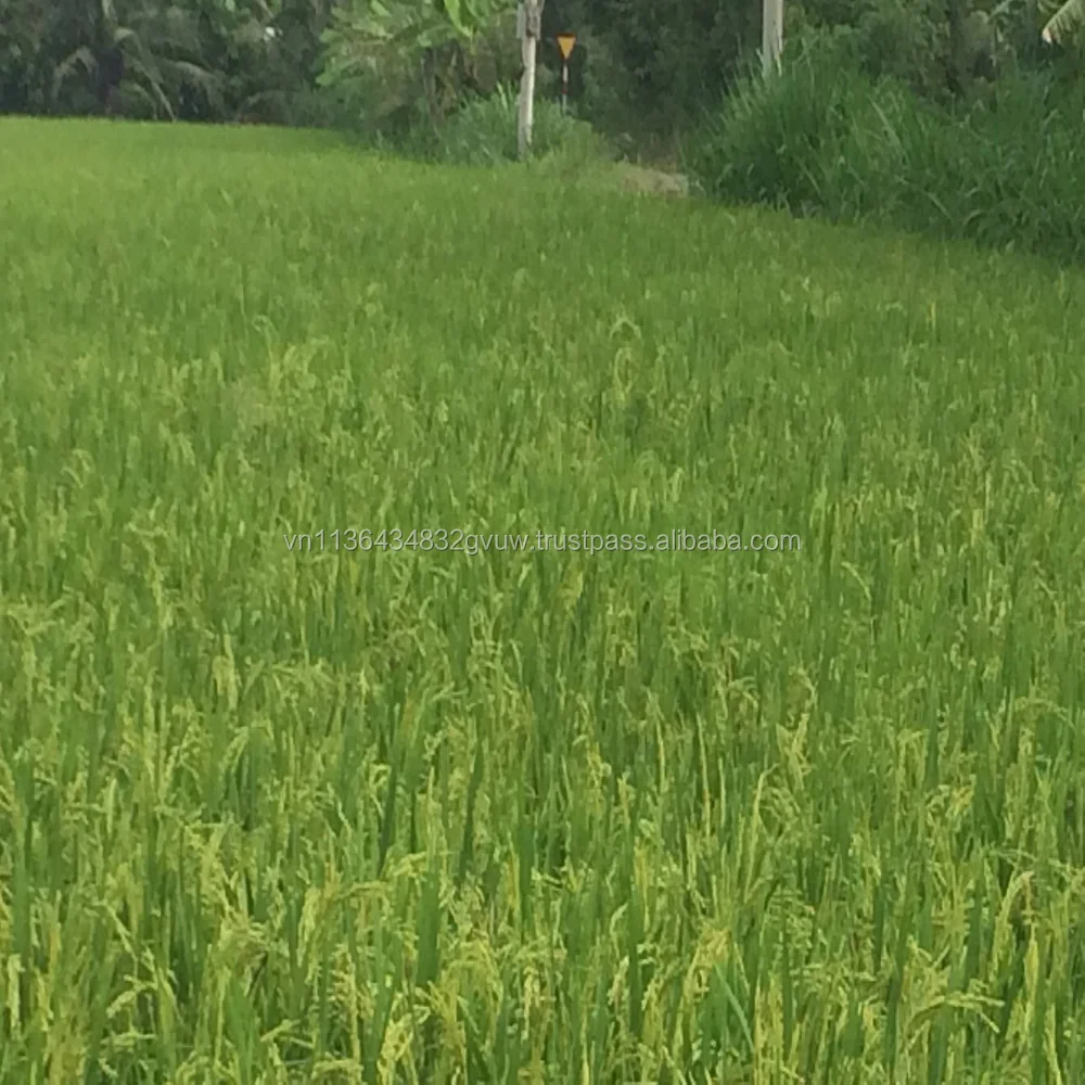 
LOWEST PRICE 10% BROKEN LONG GRAIN RICE FROM VIETNAM ORIGIN 