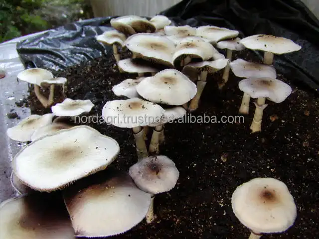 Mushroom Peat moss substrate