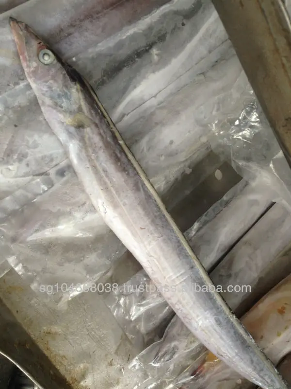Frozen Fish Fresh Tilapia Supplier Block Bulk Style Packaging Package Weight Lbs Shelf Origin Latin Frozen Ribbonfish Whole Part