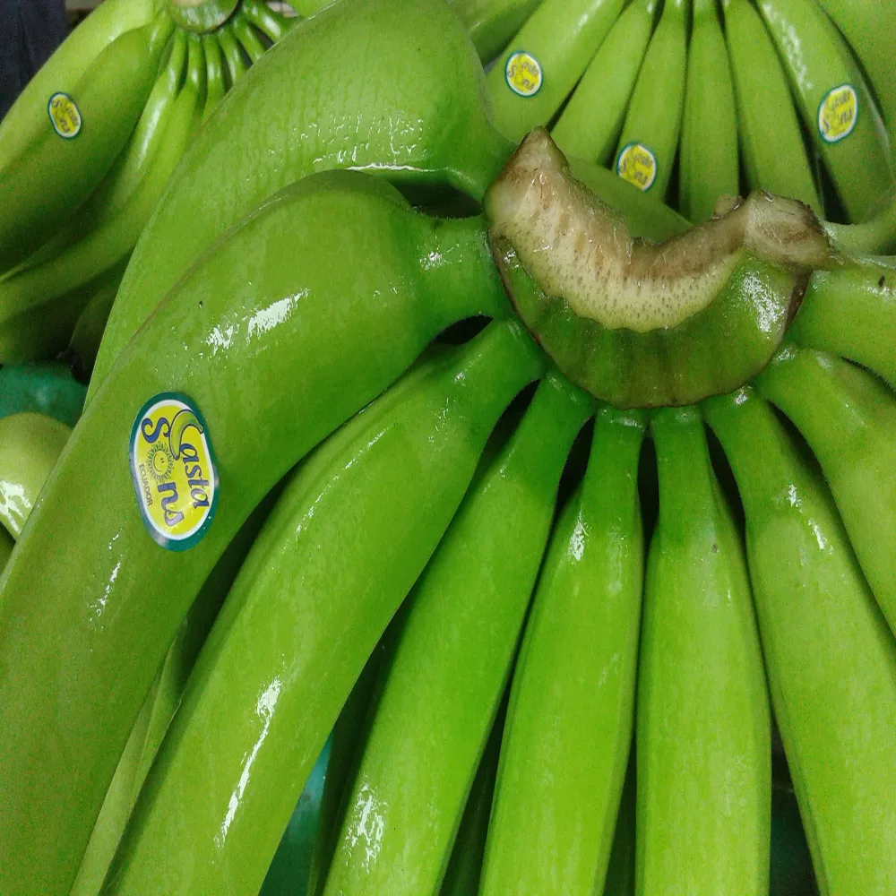 FRESH PREMIUM BANANAS