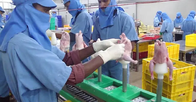 Stainless steel Chicken deboning cone