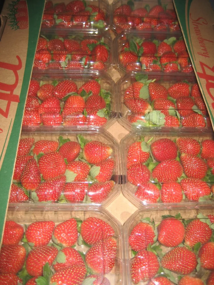 
strawberry fresh for sale 