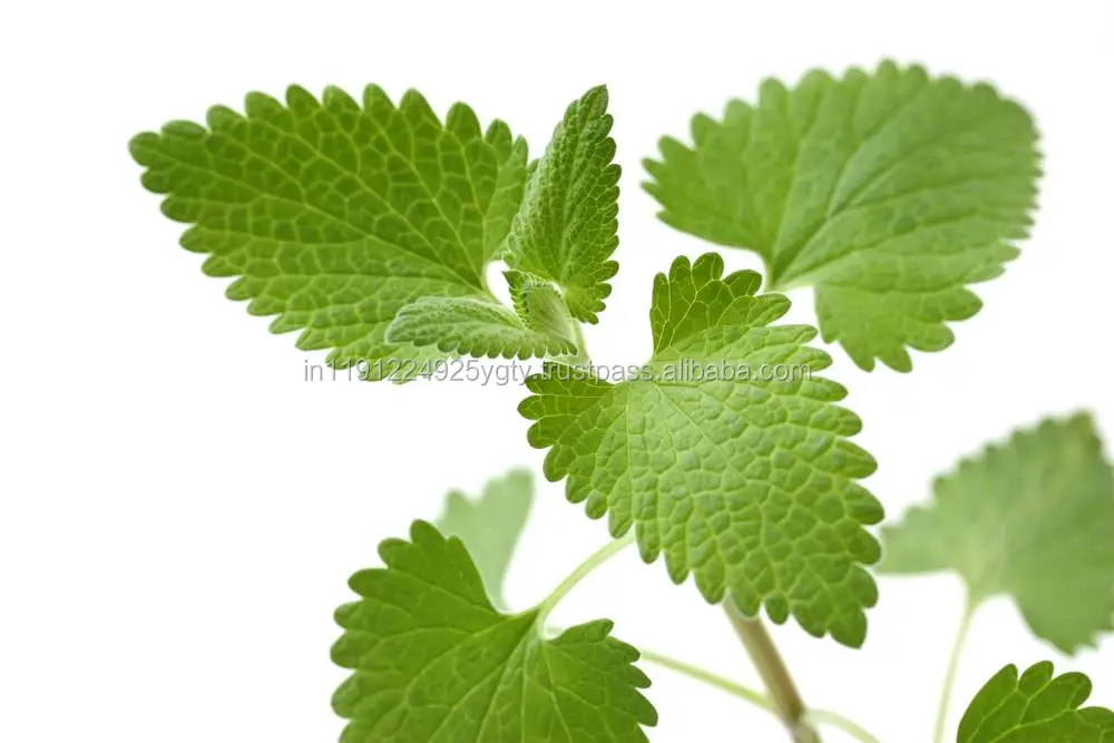 Pure Natural Plant Extract Essential Oils Pharmaceutical Raw Material Catnip Essential Oil Nepeta Oil From India