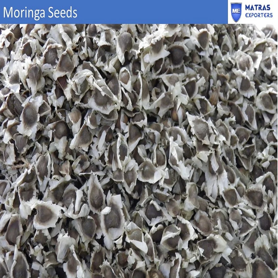 Moringa tree seeds big size- Whatsapp :+91 73580 94554