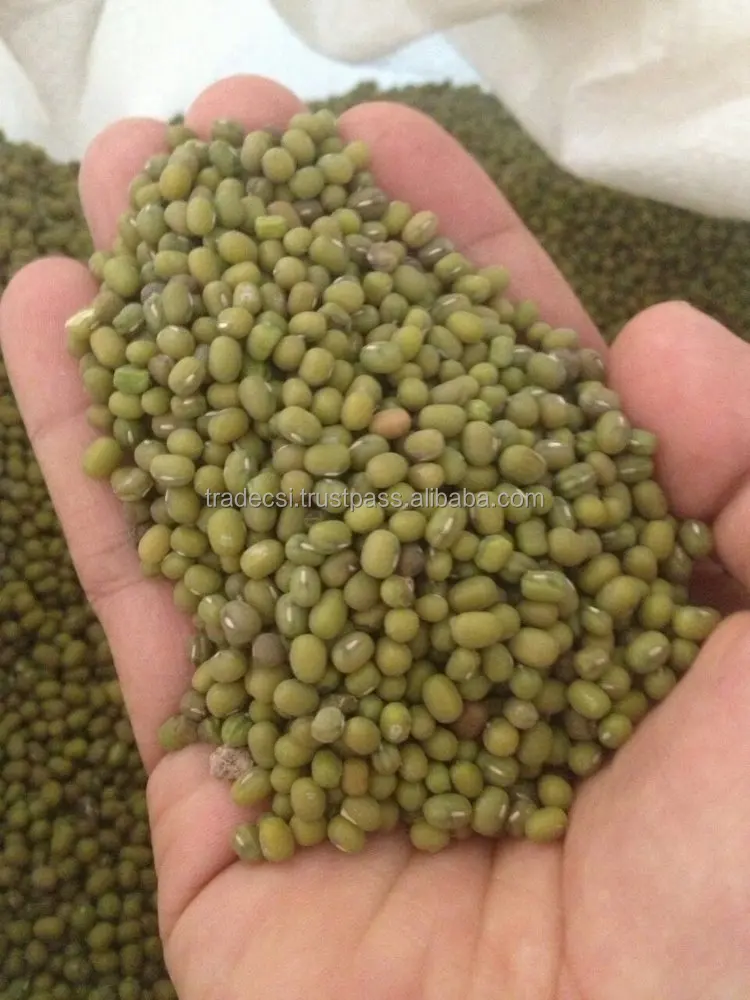 Голубь горох зеленый мунг