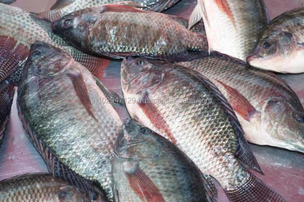 High performance feed probiotic for Improved Fish Farming