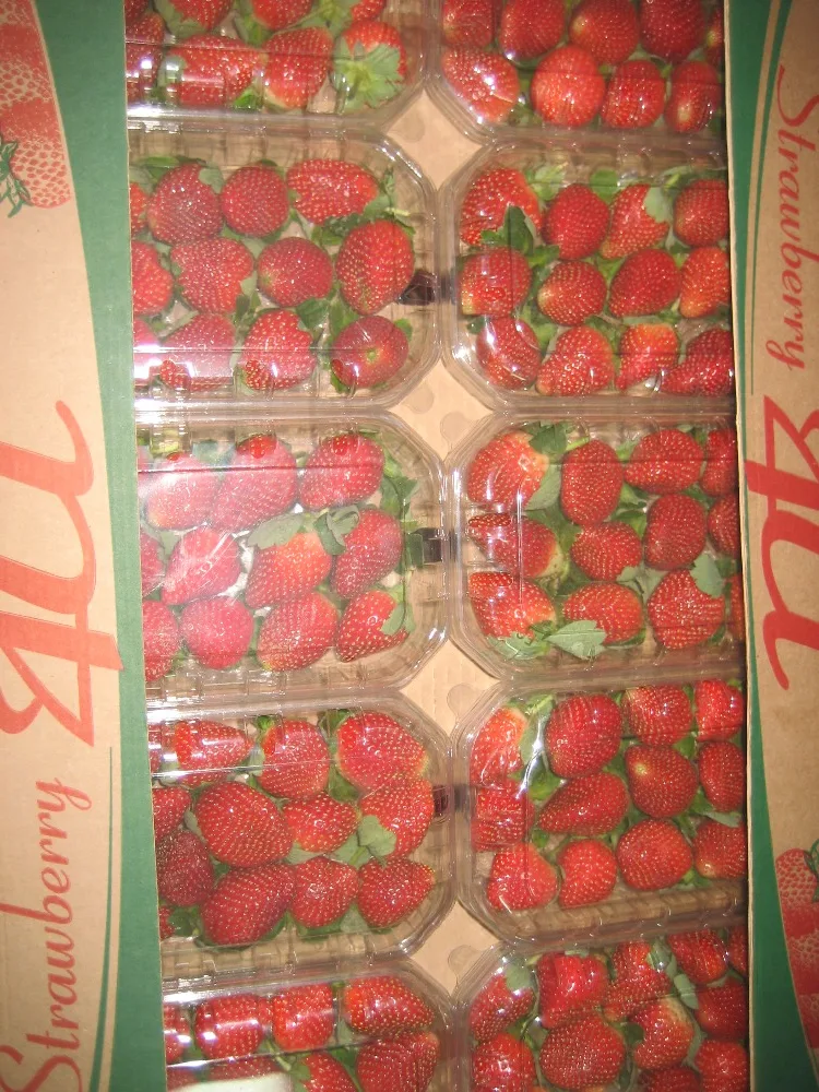 
Egyptian strawberry 